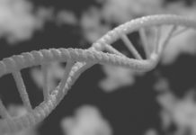 Brettanomyces: Il lato oscuro e selvaggio del lievito Brettanomyces: Il lato oscuro e selvaggio del lievito